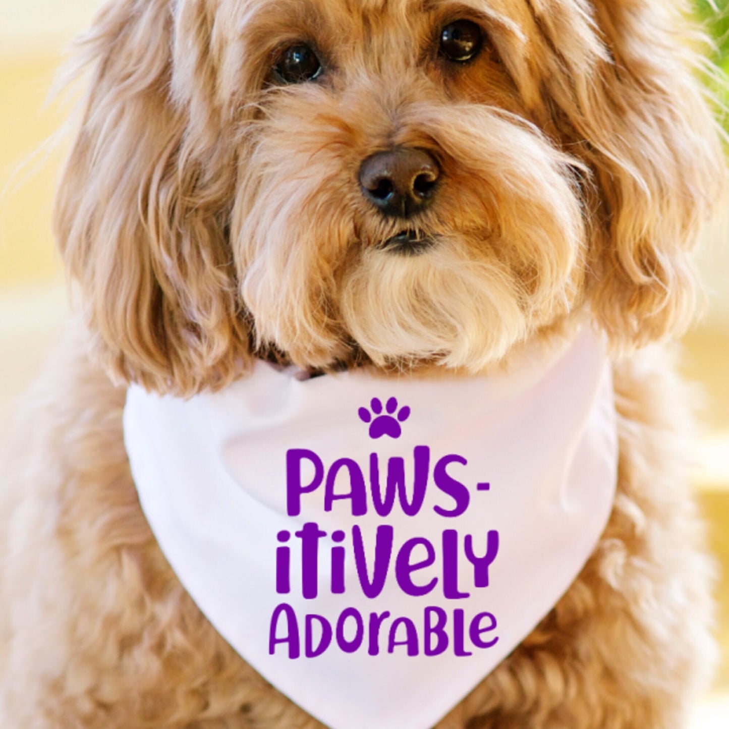 Paws-itively Adorable