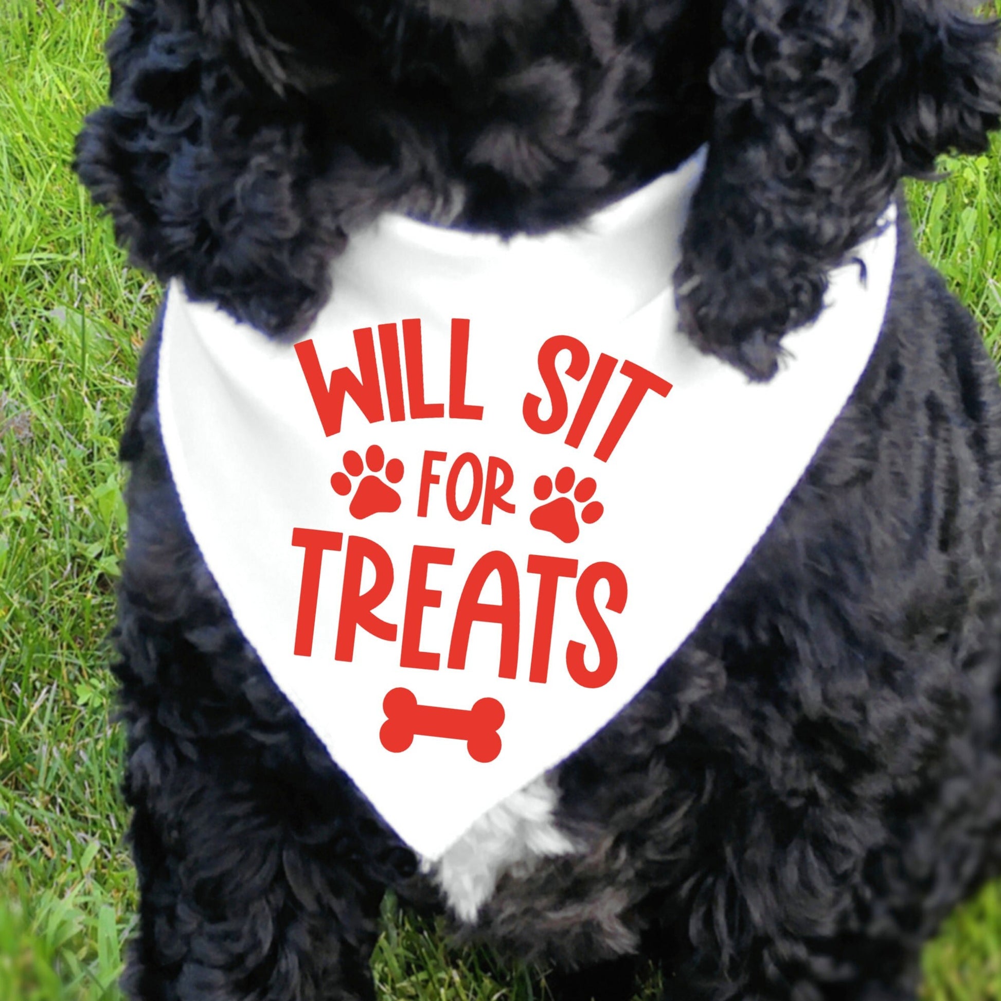 Will Sit For Treats